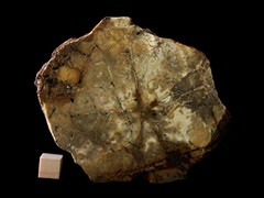 k5320-IMG_4526