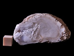 k6569-1