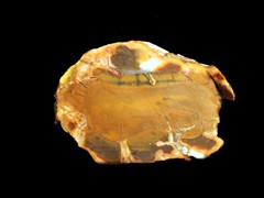 k1101