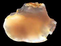 k1182