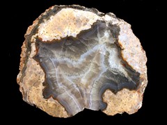 k1329
