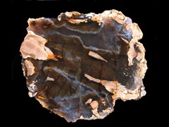 k1619