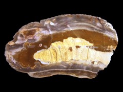 k1766