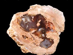 k2239