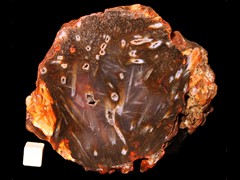 k2681
