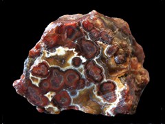 k4497