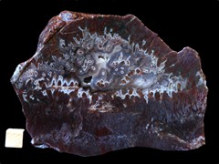 k4561