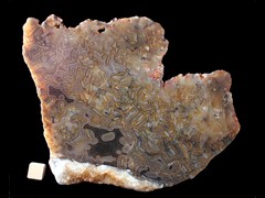 k4853